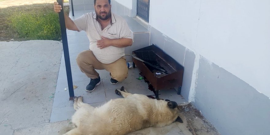 Zehirlenerek öldürülen köpeğin sahibi: Canımı aldılar