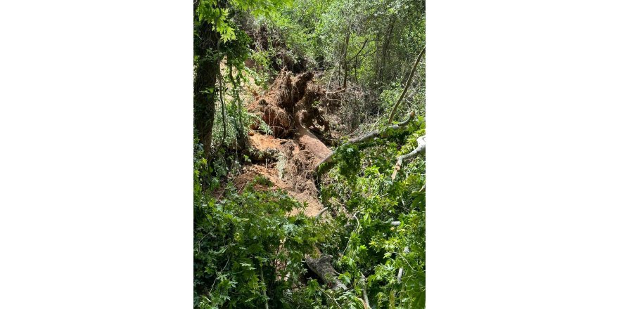 Muğla'da turistlerin üzerine ağaç devrildi: 1 ölü, 2 yaralı