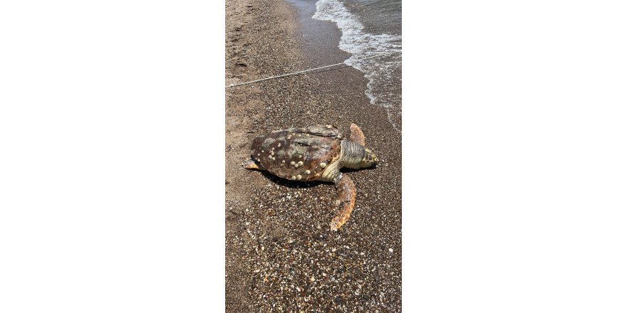 Hız teknesinin çarptığı caretta caretta öldü