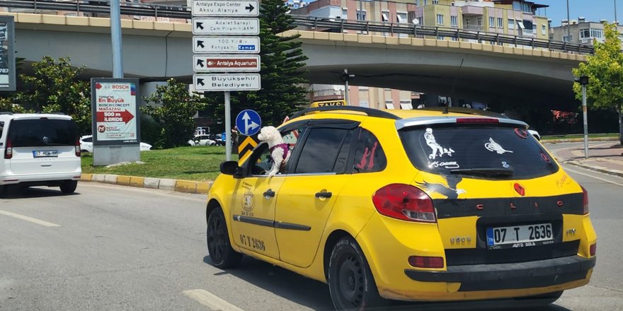 Köpeğin takside tehlikeli yolculuğu kamerada