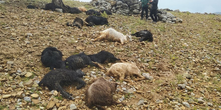 Yıldırım düştü, 16 küçükbaş öldü