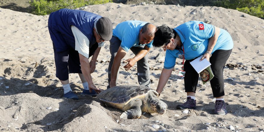 3 gönüllünün çeyrek asırlık caretta caretta mesaisi