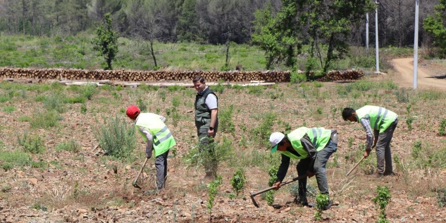 Marmaris'te yangın sonrası yeniden yeşeren alan havadan görüntülendi