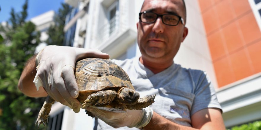 Başkan Esen'in dikkati kaplumbağayı kurtardı