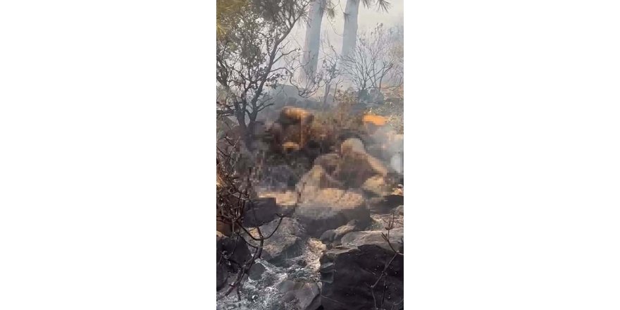 Marmaris'te yanan ormandaki ceset, Belçika vatandaşının çıktı