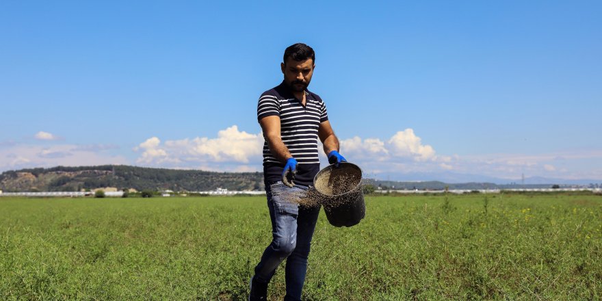 Aksu'daki meralarda iyileştirme çalışması