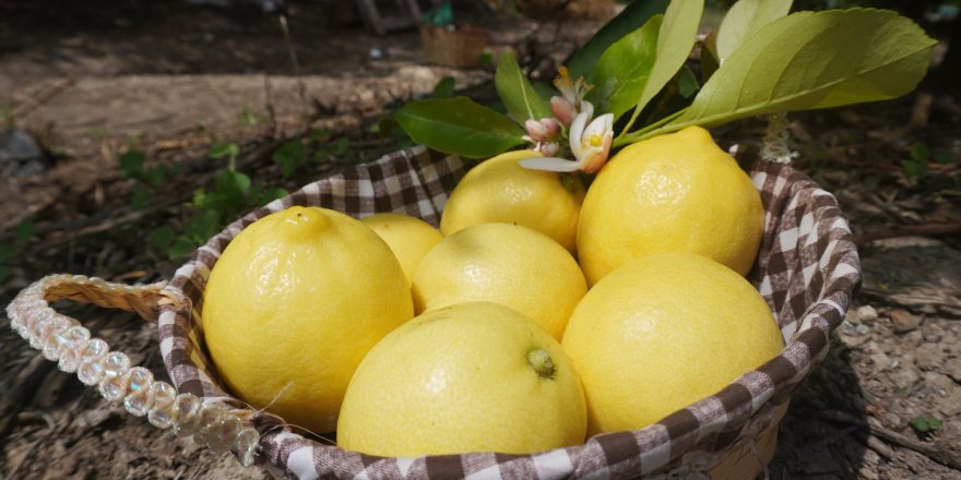 Finike'nin limon ve narı Nuh'un Ambarı Listesi'nde