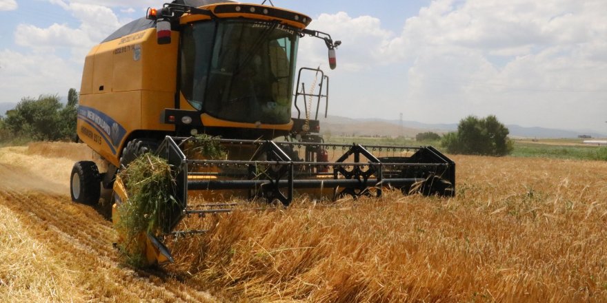 Sandıklı'da hububat hasadı başladı