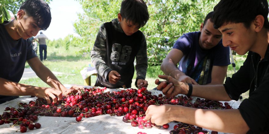 Kaymakam araya girip alımı durdurdu, kirazda fiyat krizi aşıldı