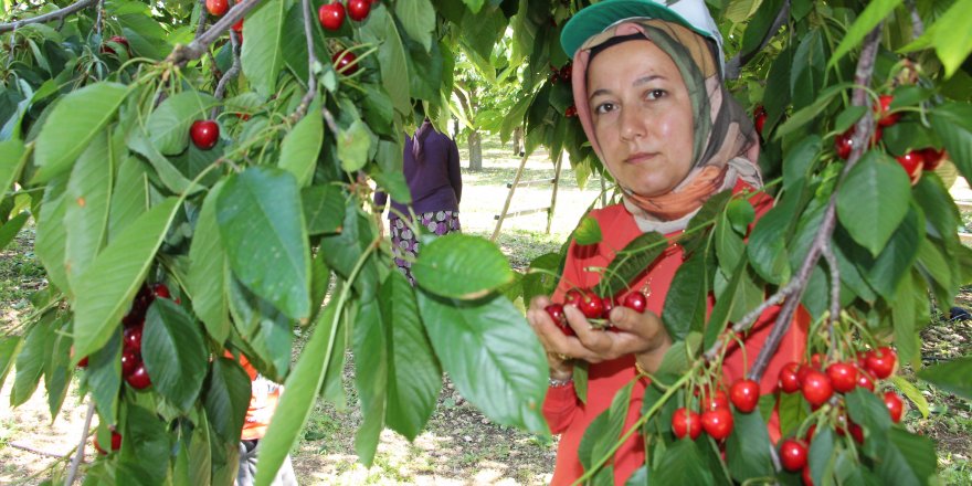 Altınyaka'da kiraz hasadı başladı