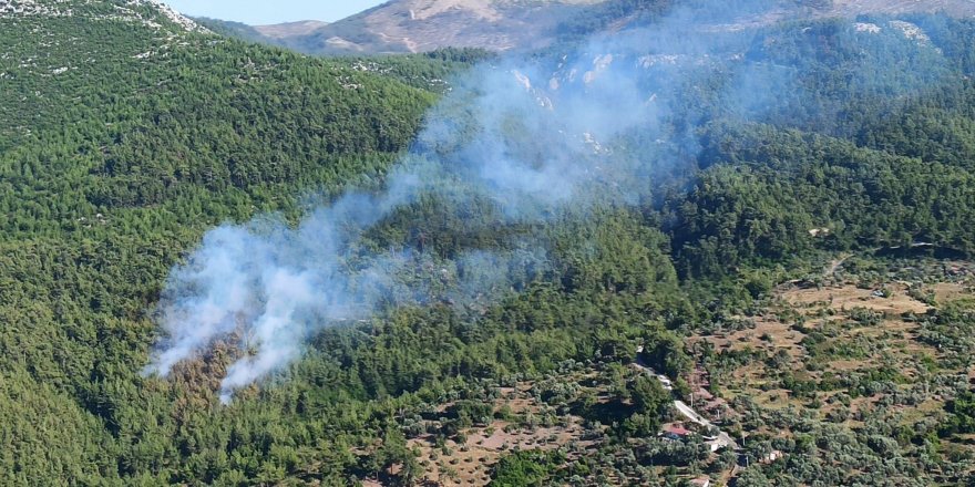 Milas'ta orman yangını