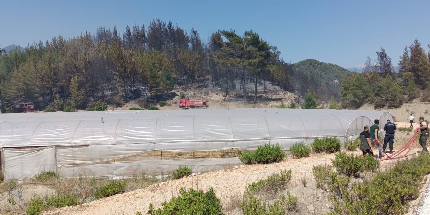 Kaş'ta 2 hektarlık kızılçam ormanı yandı