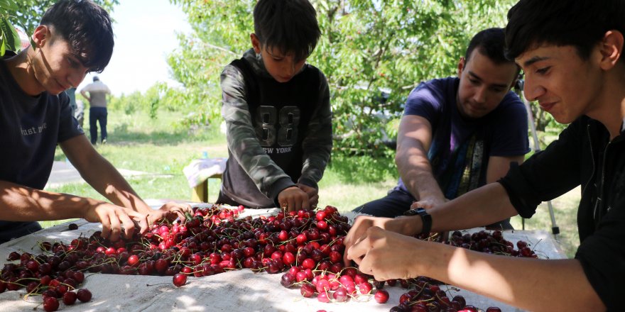 Kiraz bahçelerinin çocuk işçileri