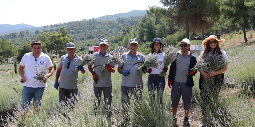 Bodrum'da lavanta hasadı başladı