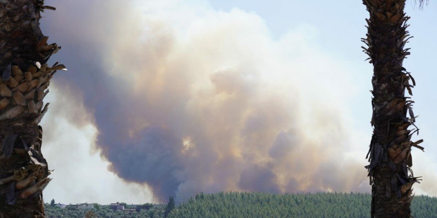 Milas'ta makilik yangını, ormana sıçradı (3)