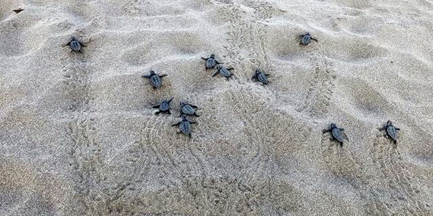 Patara'da yılın ilk yavru caretta carettaları denizle buluştu