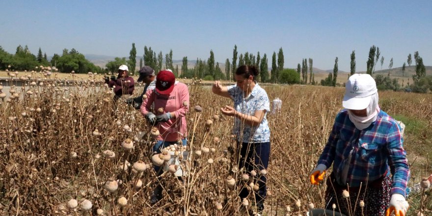 Haşhaşta 1400 ton rekolte bekleniyor