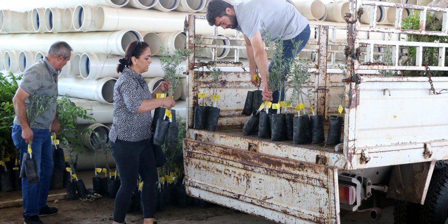 Büyükşehir Belediyesi 10 biner adet ceviz ve zeytin fidanı hibe etti