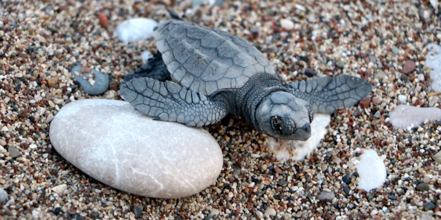 Hava şartları Çıralı'da canlı yavru caretta sayısını düşürdü