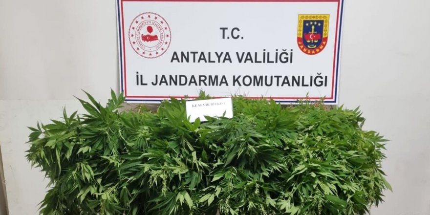 Ormanda kenevir yetiştirdiler