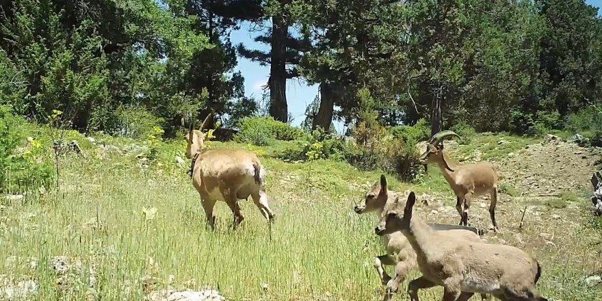 Burdur'a bırakılan yaban keçileri üremeye başladı