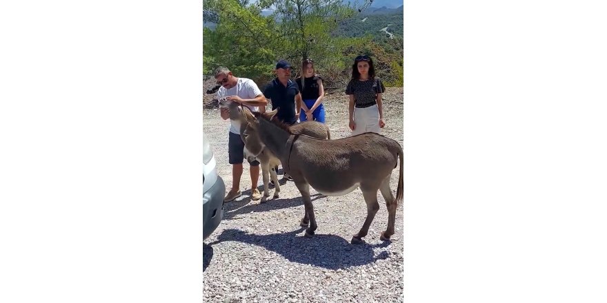 Muğla'da trafikte 'yaban eşeği' tehlikesi