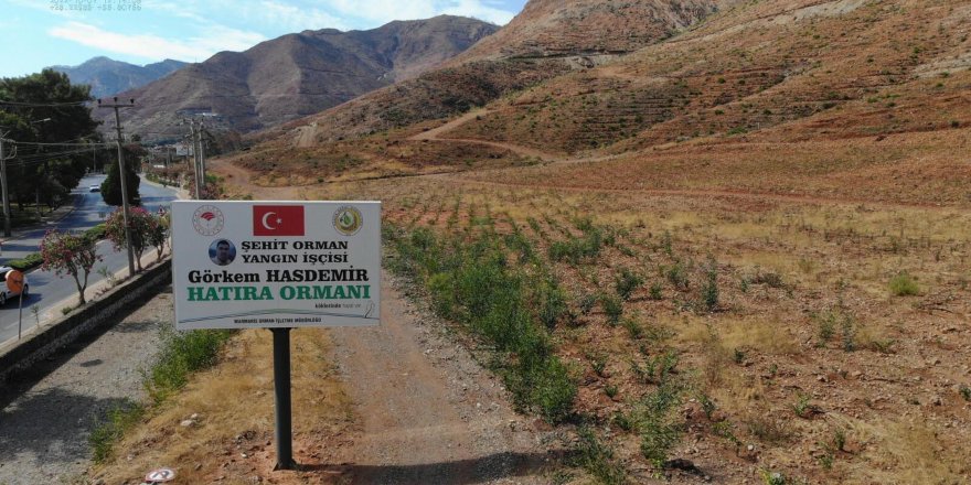 Muğla'daki büyük yangınların 2'nci yılında yanan alanlar tekrar yeşeriyor