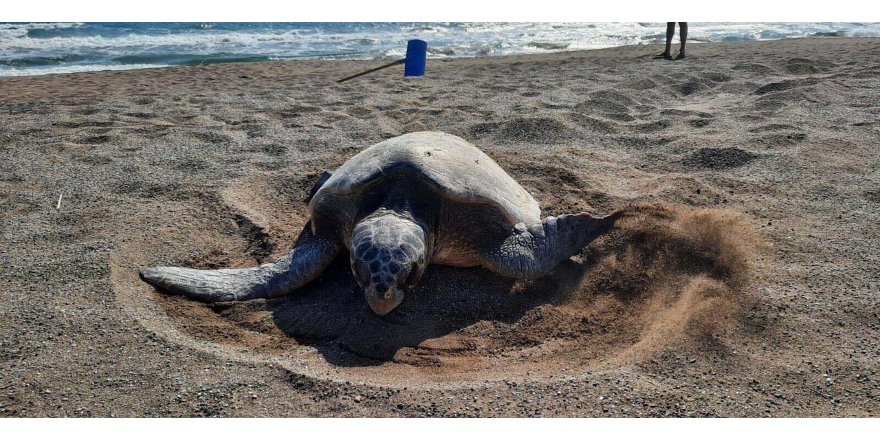 İztuzu Plajı'nda caretta yuva sayısı 700'e ulaştı