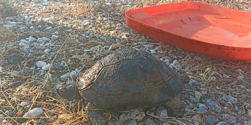 Bodrum'da makilik yangını (2)