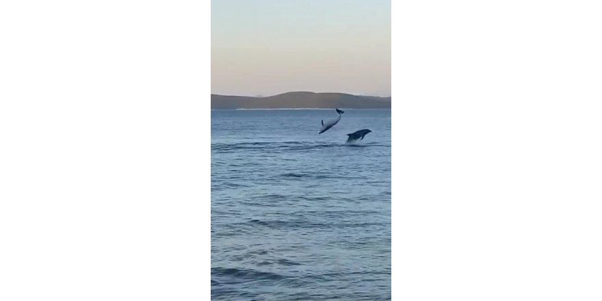 Bodrum'da balıkçılar, yunusların gösterisini görüntüledi