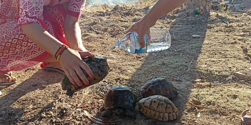 Maki yangınında kurtarılan kaplumbağalar tedaviye alındı