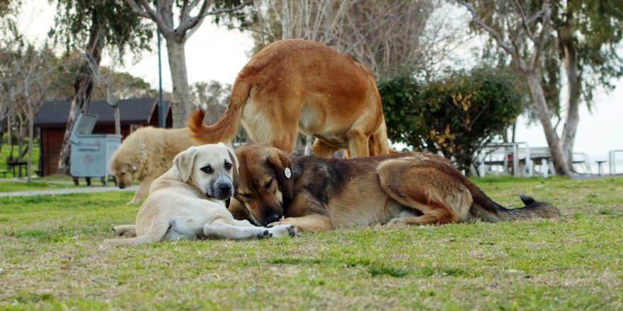 'Başıboş köpekler için ormanda yer ayıralım' önerisi