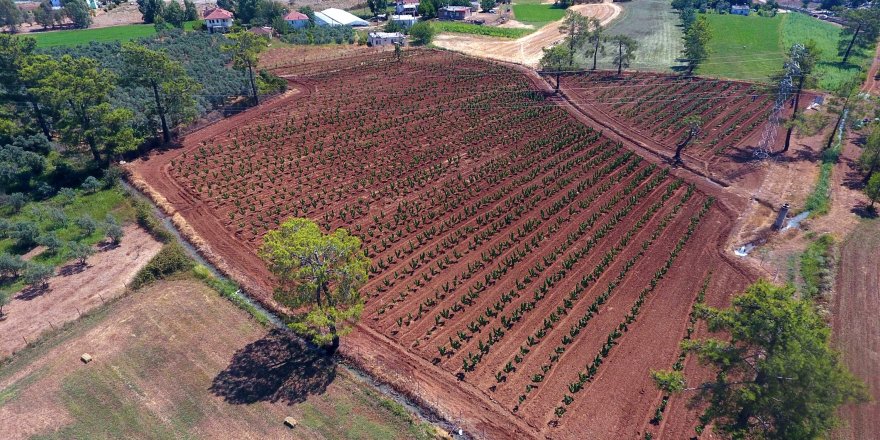 Büyükşehir Muğla'da 228 bin 400 ağacı toprakla buluşturdu