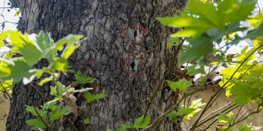 Ağaçtaki deliklerin nedeni kurşun değil, böcek