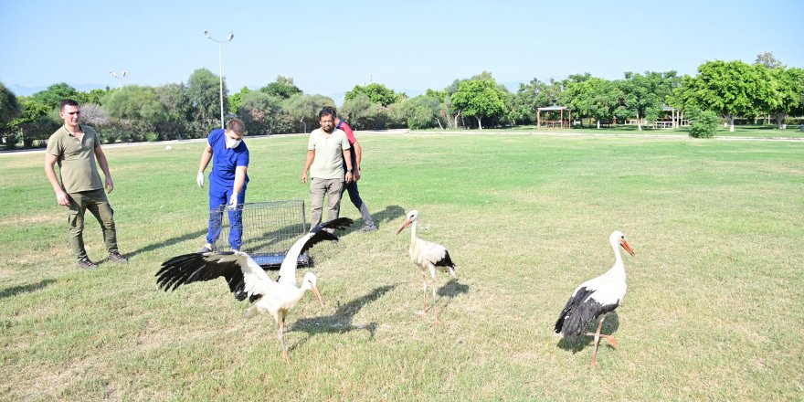 Plastik atıklar leylekleri tehdit ediyor