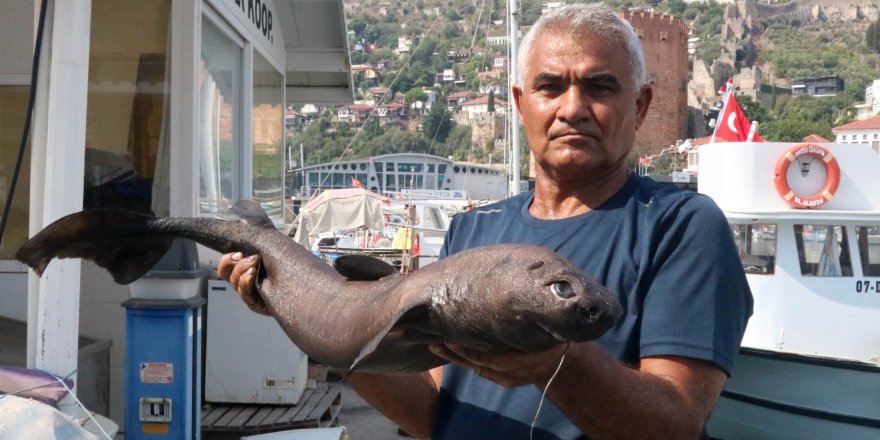 Alanya’da 'Ninja Lanternshark' türü köpek balığı yakalandı