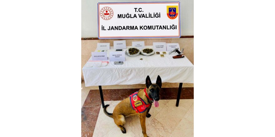 Bodrum'da 'Dalan'lı aramada 1 kilo 250 gram skunk ele geçirildi