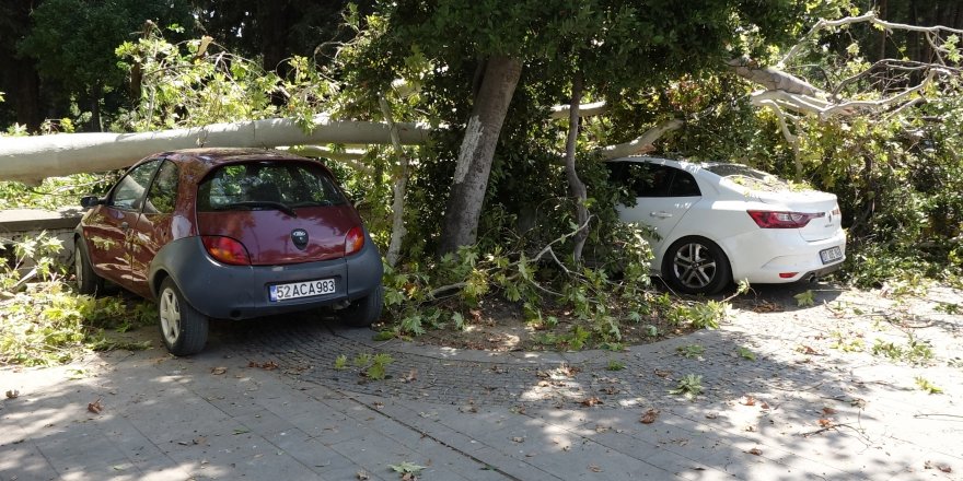 2 asırlık çınar ağacının kırılan dalları, 5 aracın üzerine düştü