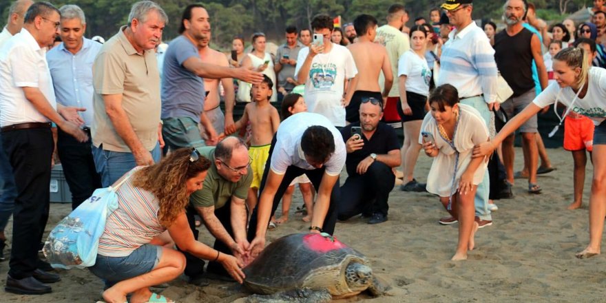 Tedavisi tamamlanan 8 deniz kaplumbağası denizle buluşturuldu