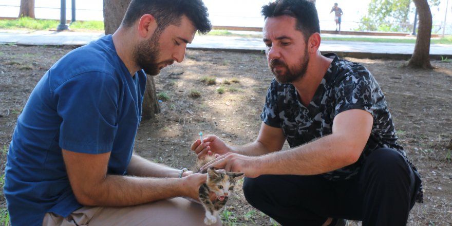 Kaleiçi'nde kedi ve köpeklere iç-dış parazit ilaçlaması