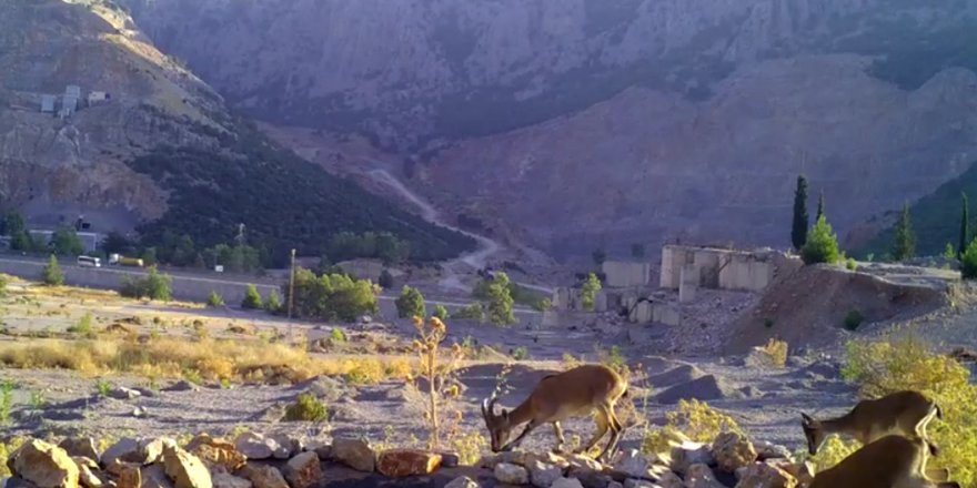 Taş ocağının bozduğu alanlara yaban hayvanları için can suyu havuzu