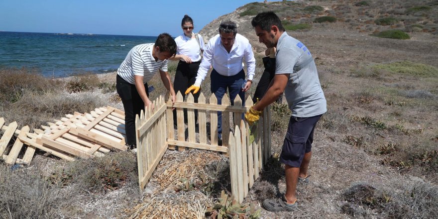 Kum zambakları, çitlerle çevrilerek koruma altına alındı