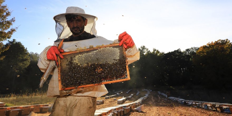 Muğla'da 'Temiz Petek Projesi' başladı