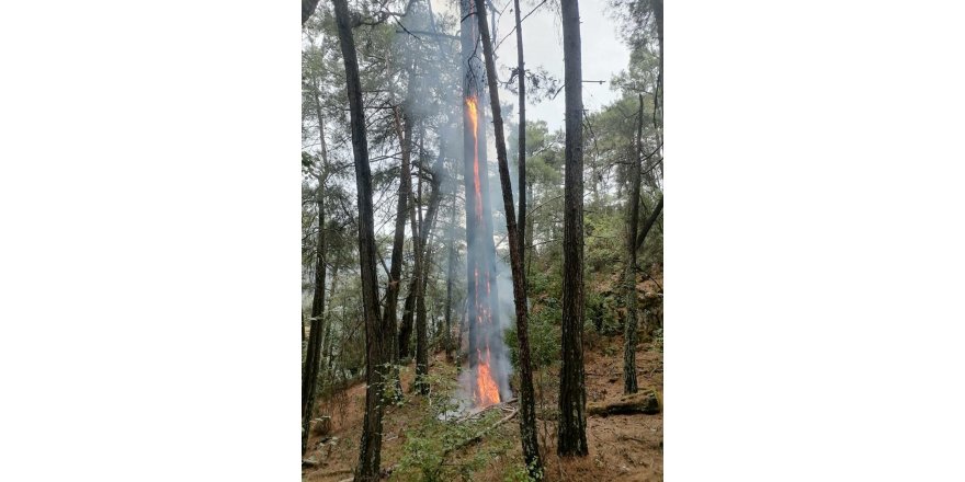 Muğla'da 1 günde düşen yıldırımlar nedeniyle 36 yangın çıktı