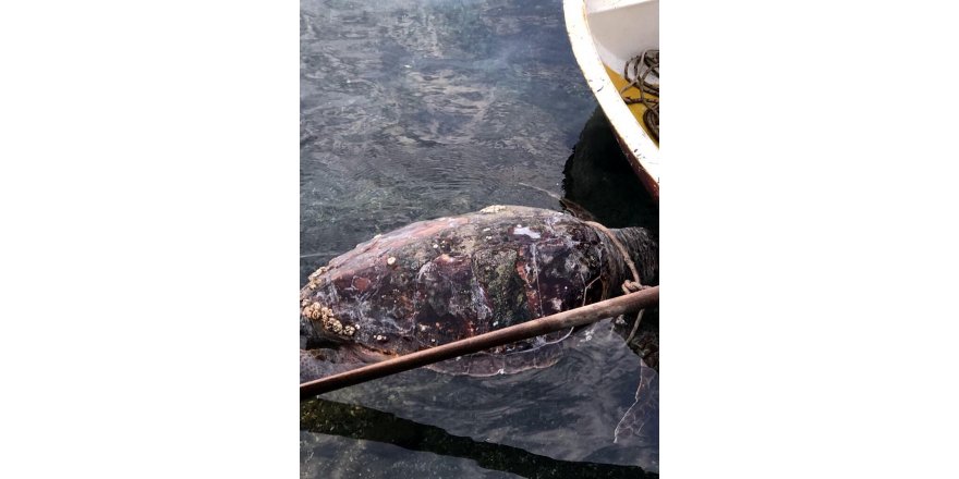 Bodrum’da kıyıda bulunan caretta caretta öldü