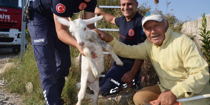 Kuyuya düşen oğlağı itfaiye kurtardı