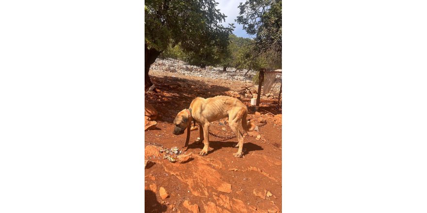 Dağda ağaca bağlı köpeklerin açlık ve susuzluğa terk edildiği iddiasına inceleme