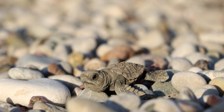 Çıralı'da denizle buluşan yavru caretta sayısı yüzde 38 arttı