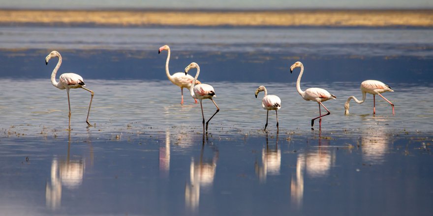 Eğirdir Gölü'nün yeni sakinleri flamingolar