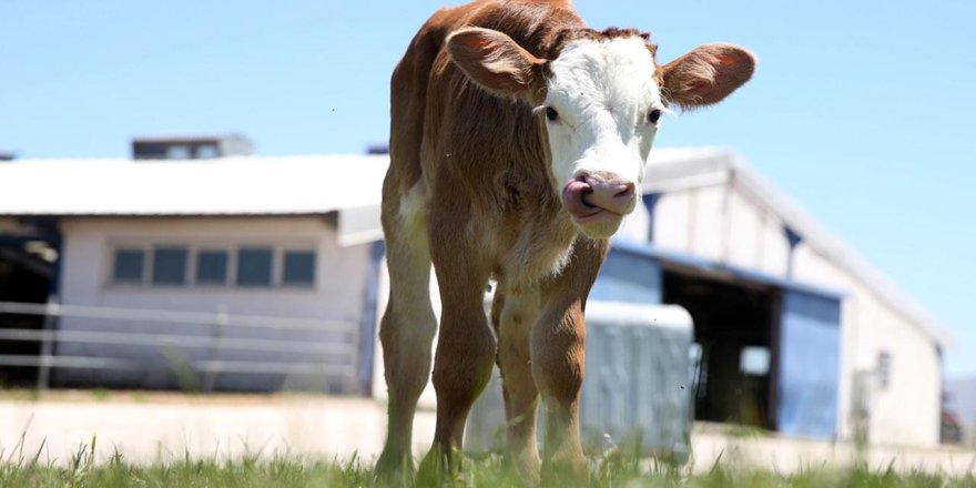 H5N1 kuş gribi virüsü ineklere geçti